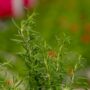 Rosemary – Barbeque – 6.5″ Pot